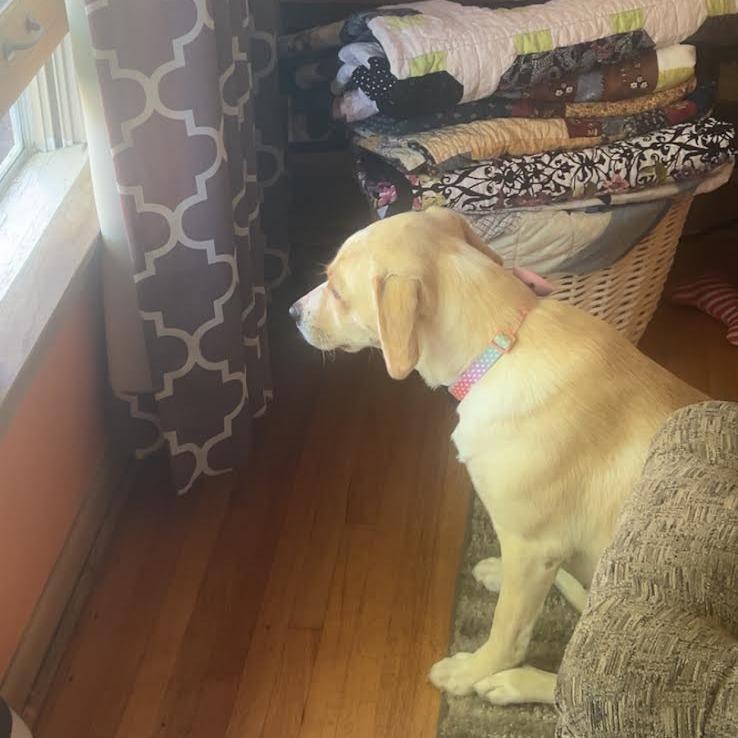 Enlarge Goldie D71459, a Adoptable mixed breed in Minnetonka, MN image 5/6