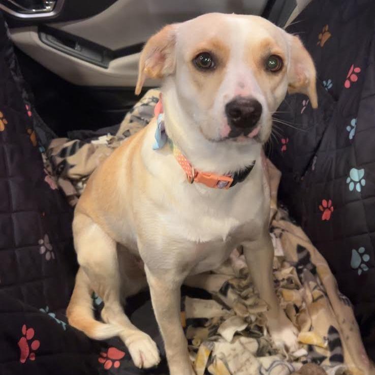 Enlarge Goldie D71459, a Adoptable mixed breed in Minnetonka, MN image 6/6