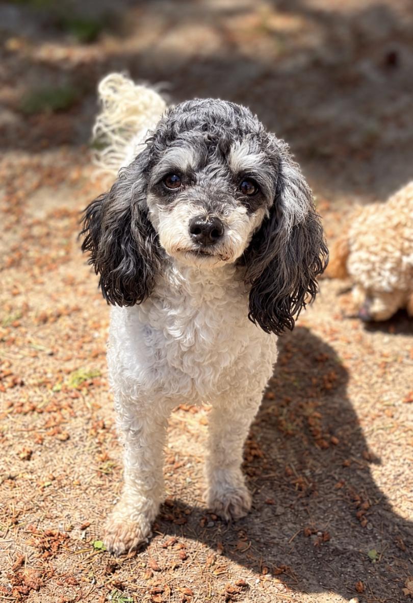 Enlarge Lily, a Adoptable Poodle (Toy) in Seattle, WA image 2/2