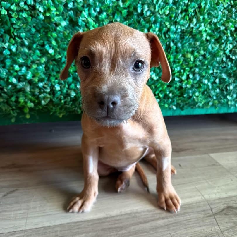 Enlarge Corn Nut, a Adoptable mixed breed in Henderson, NV image 1/1