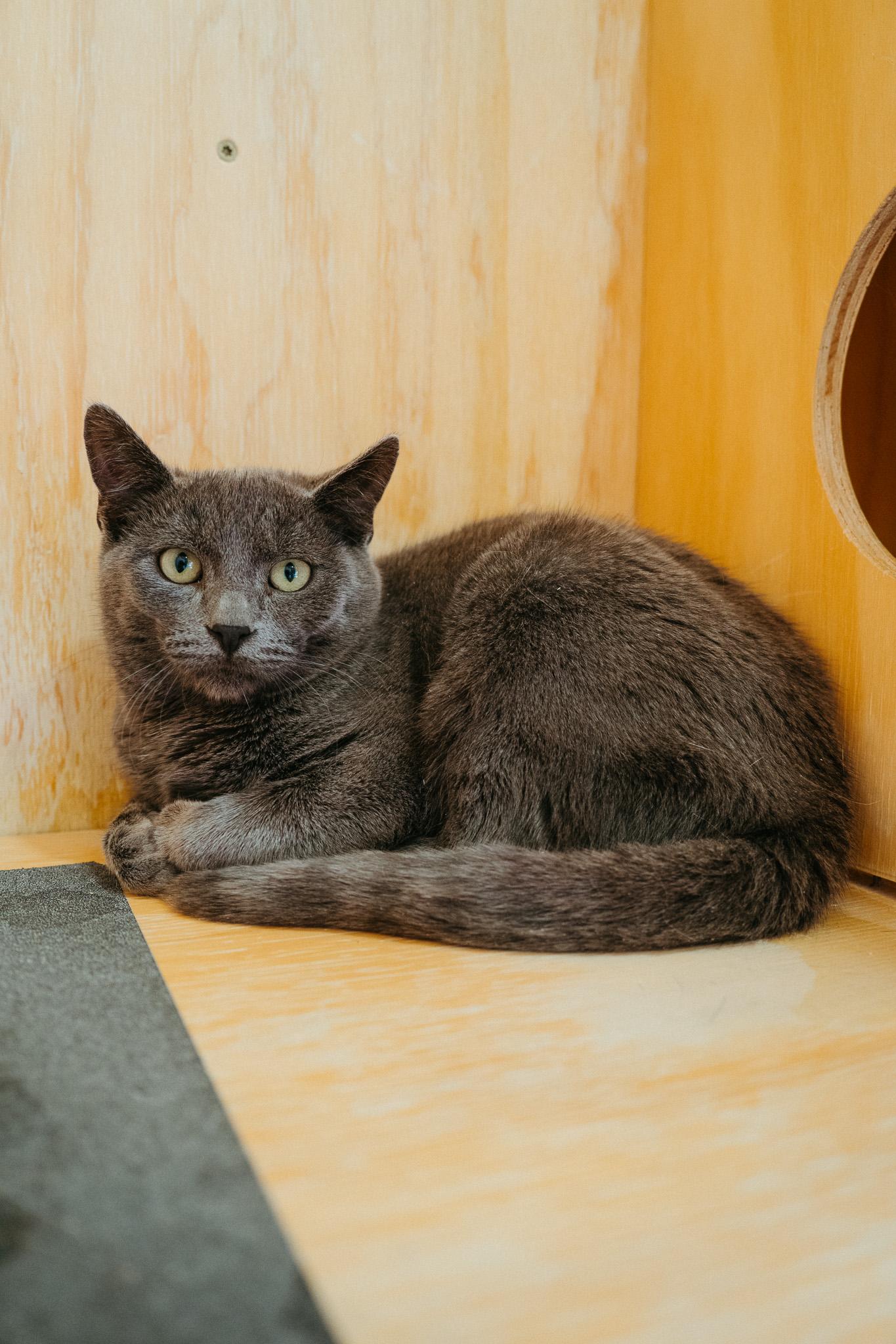 Enlarge Father, a Adoptable Domestic Short Hair in Jackson, WY image 2/2