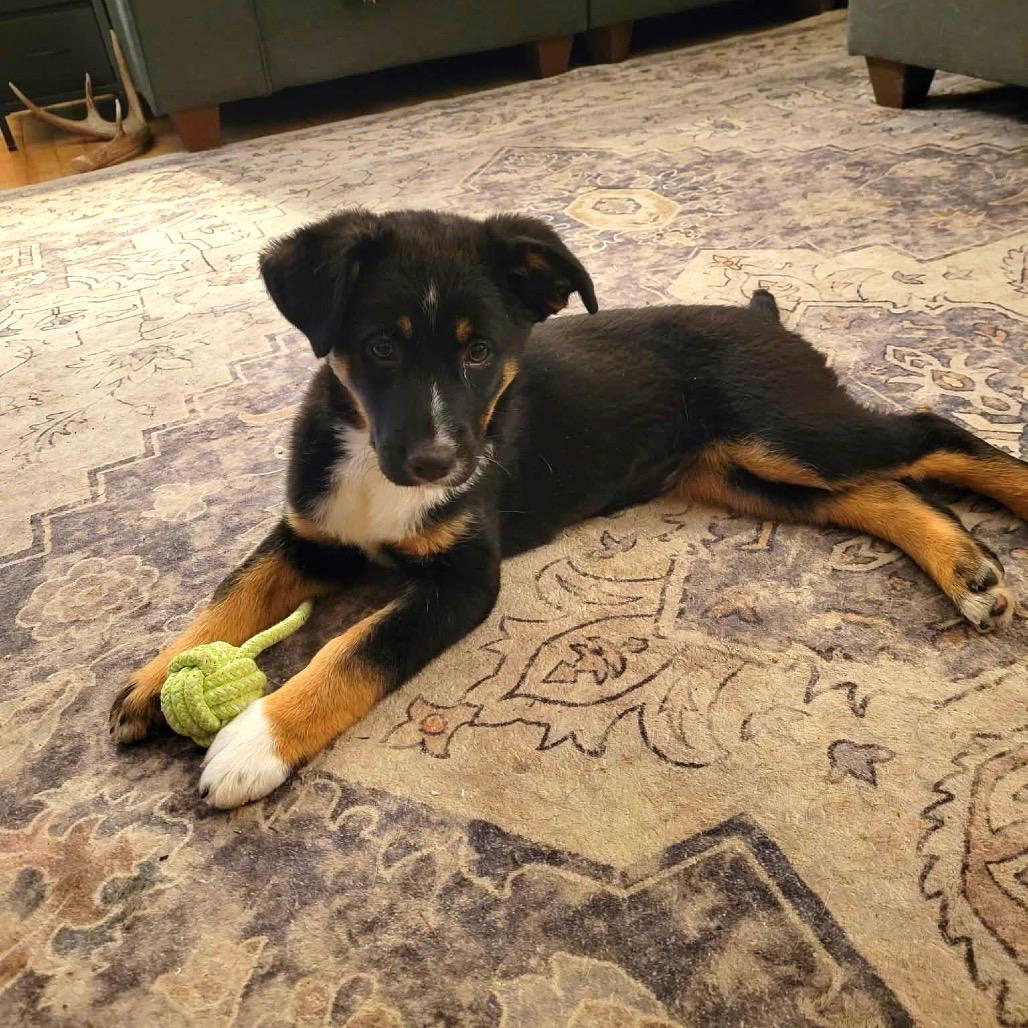 Willow, Adoptable, Puppy Female Shepherd.