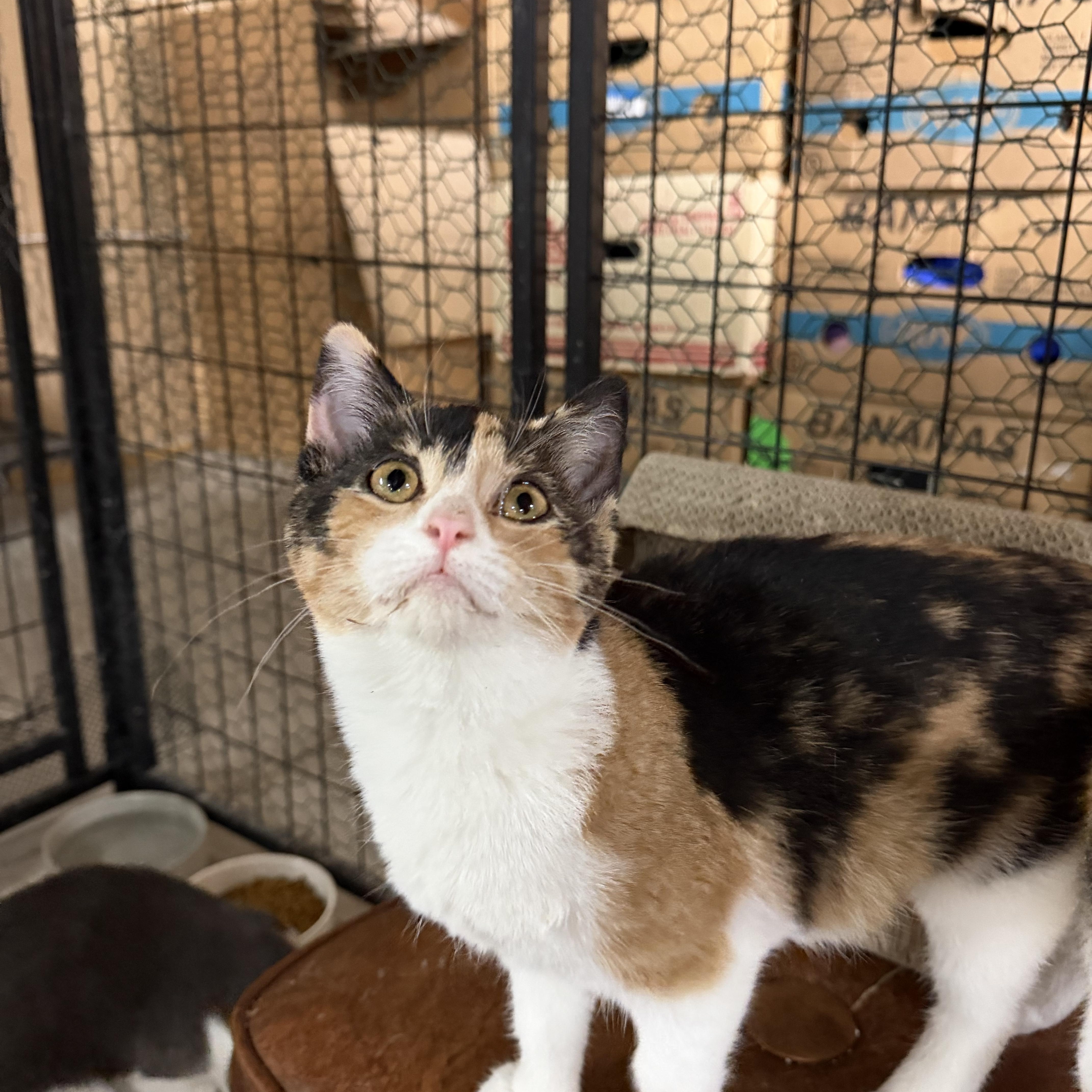 Enlarge Brownie , a ADOPTABLE Calico in Mauston, WI image 1/1