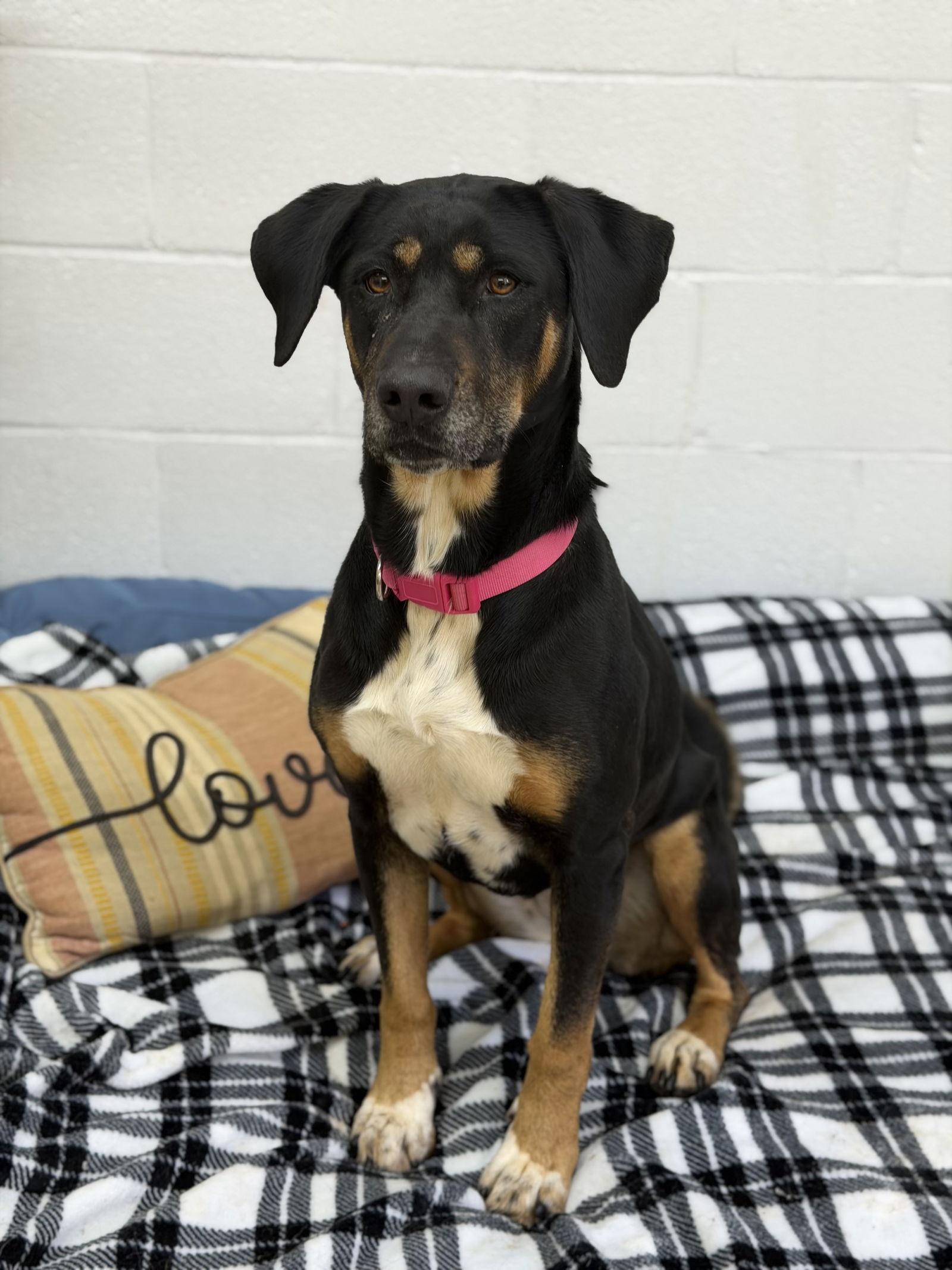 Luna, Adoptable, Adult Female Hound.