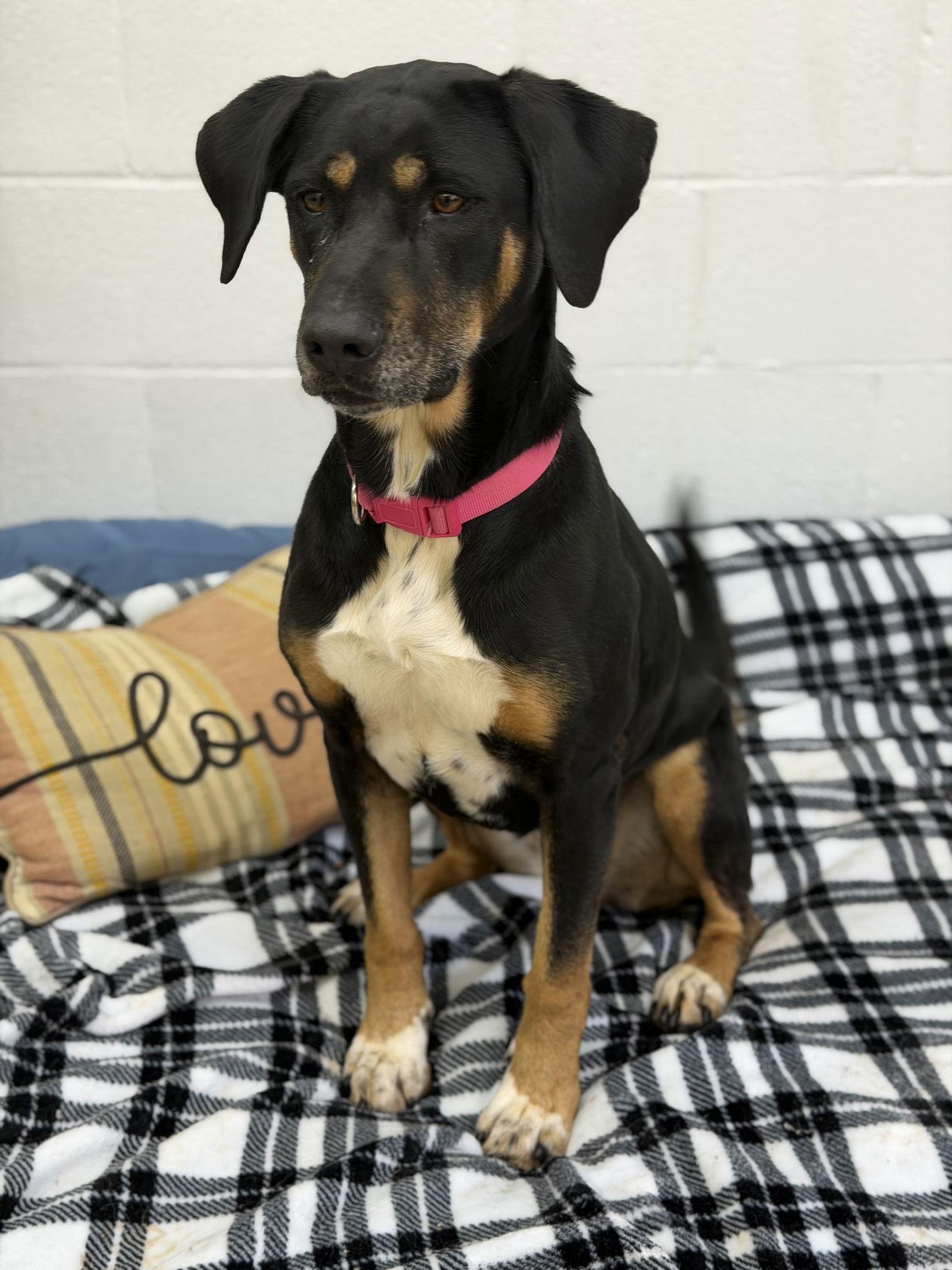 Enlarge Luna, a Adoptable Hound in York, SC image 2/3