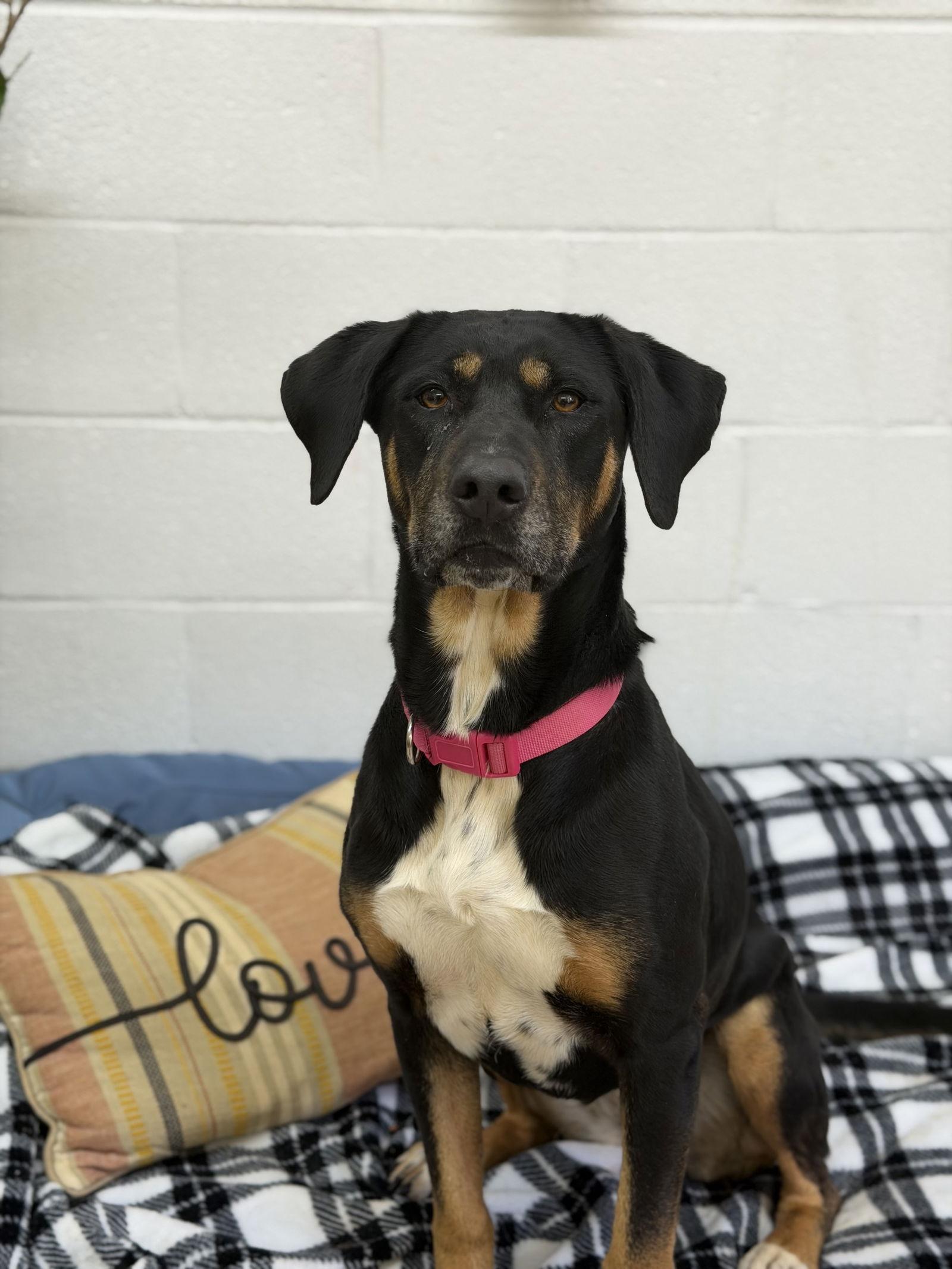 Enlarge Luna, a Adoptable Hound in York, SC image 3/3