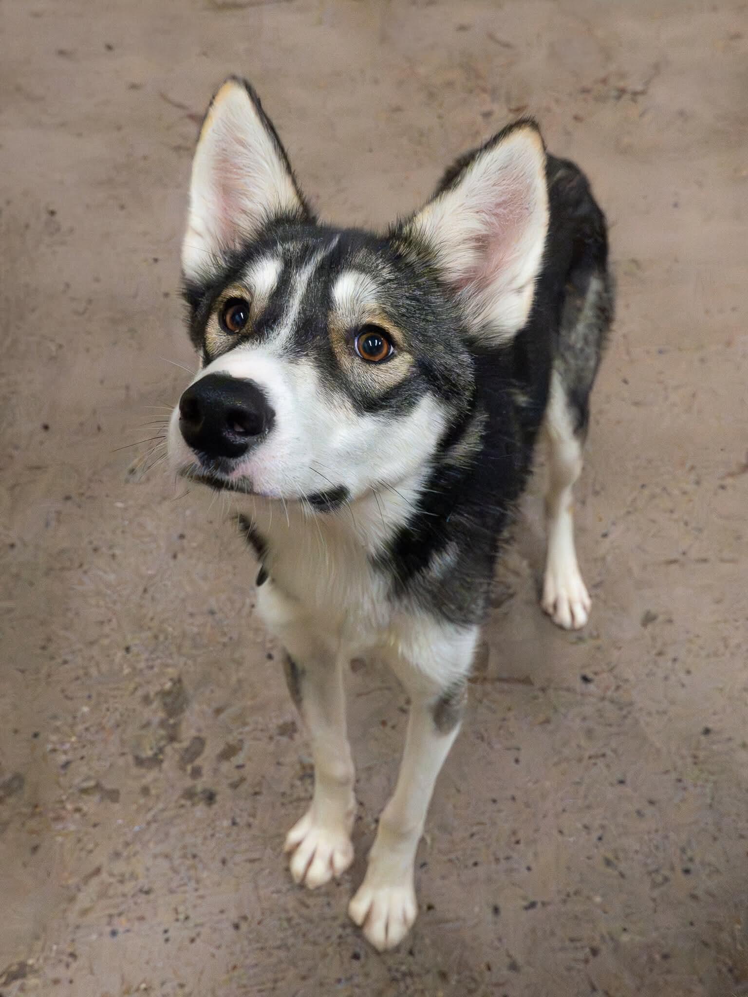 Enlarge Hector, a ADOPTABLE Siberian Husky in Langley, BC image 1/4