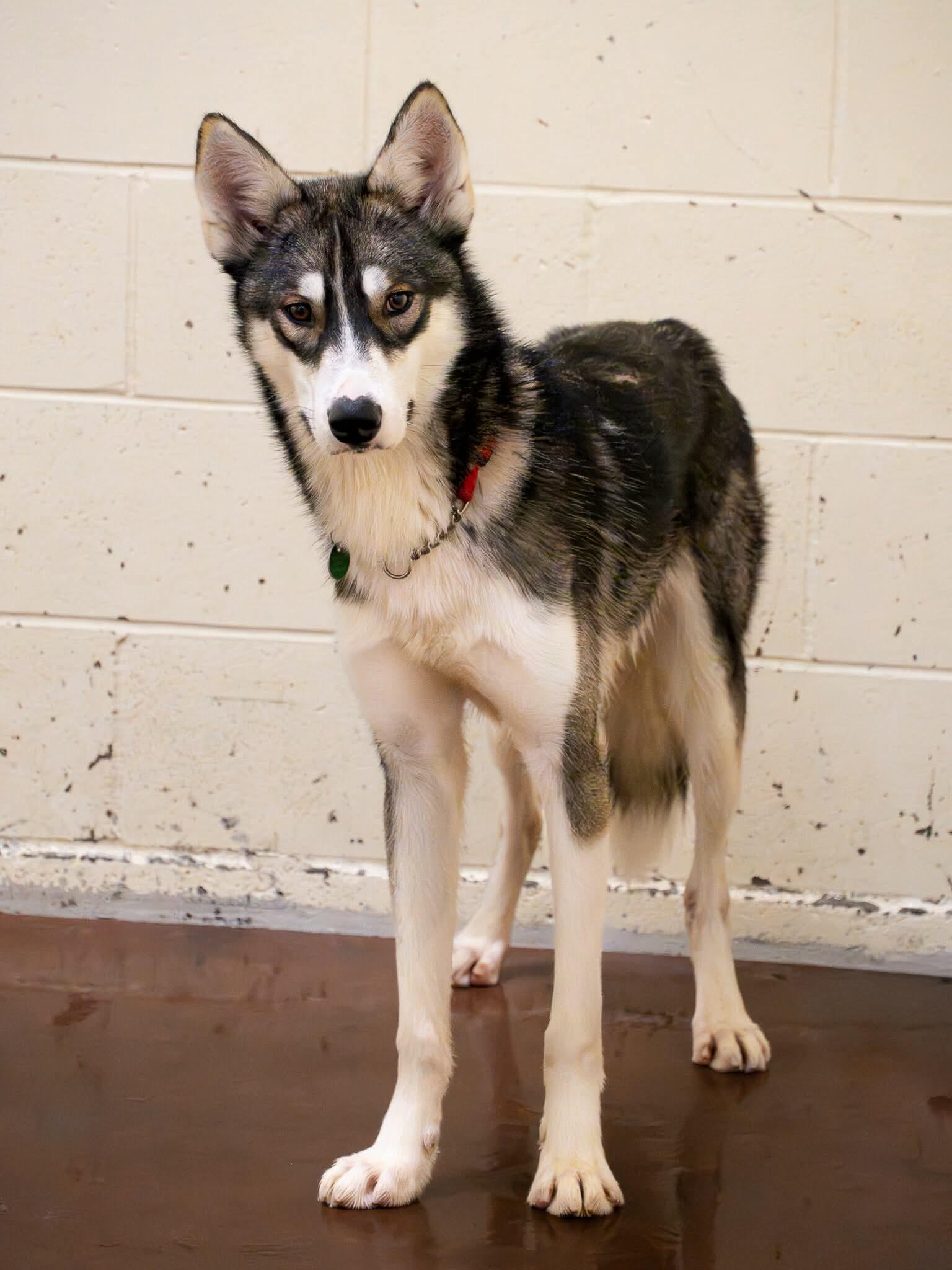 Enlarge Hector, a ADOPTABLE Siberian Husky in Langley, BC image 2/4