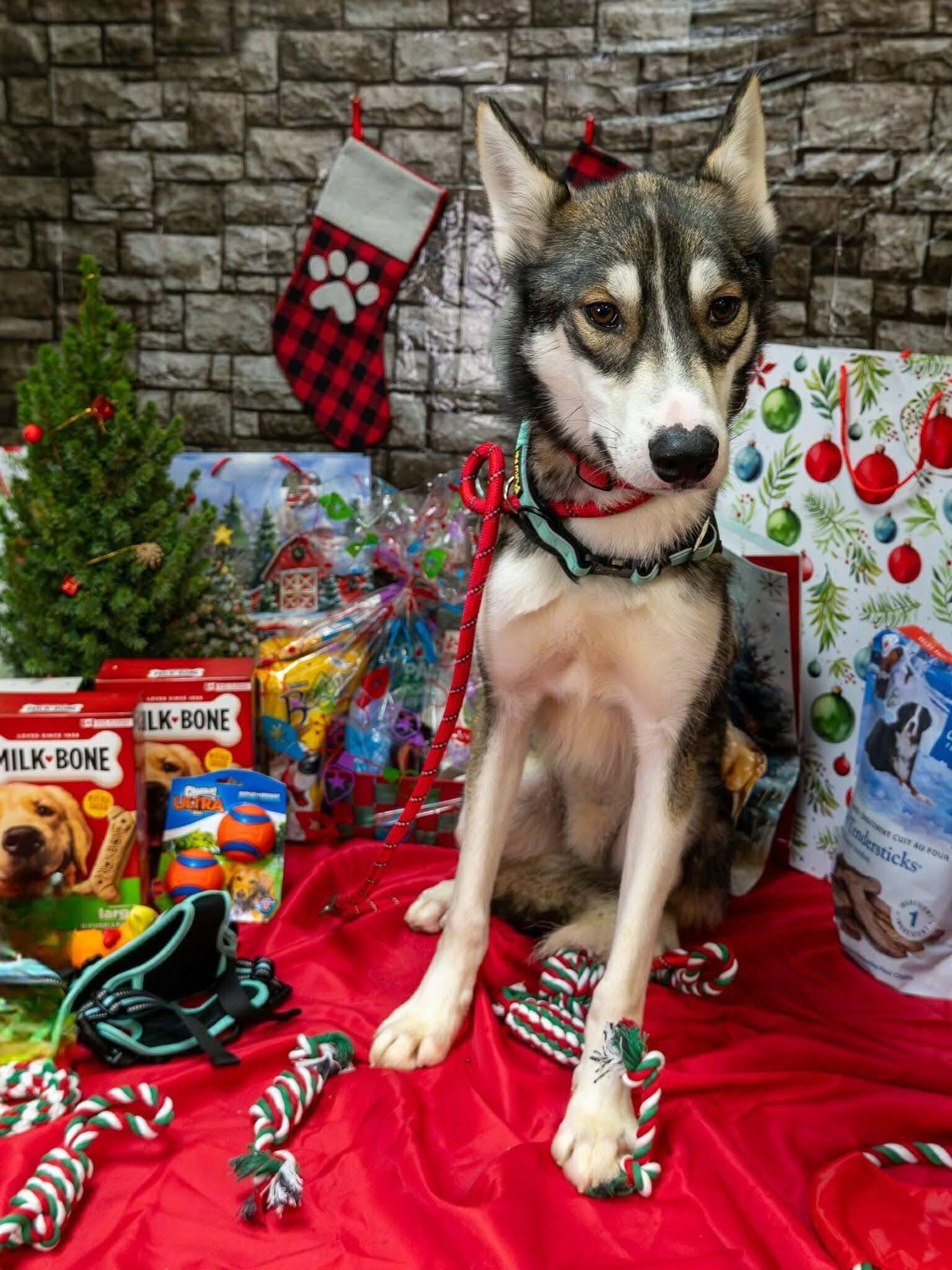 Enlarge Hector, an adoptable Siberian Husky in Langley, BC image 6/6
