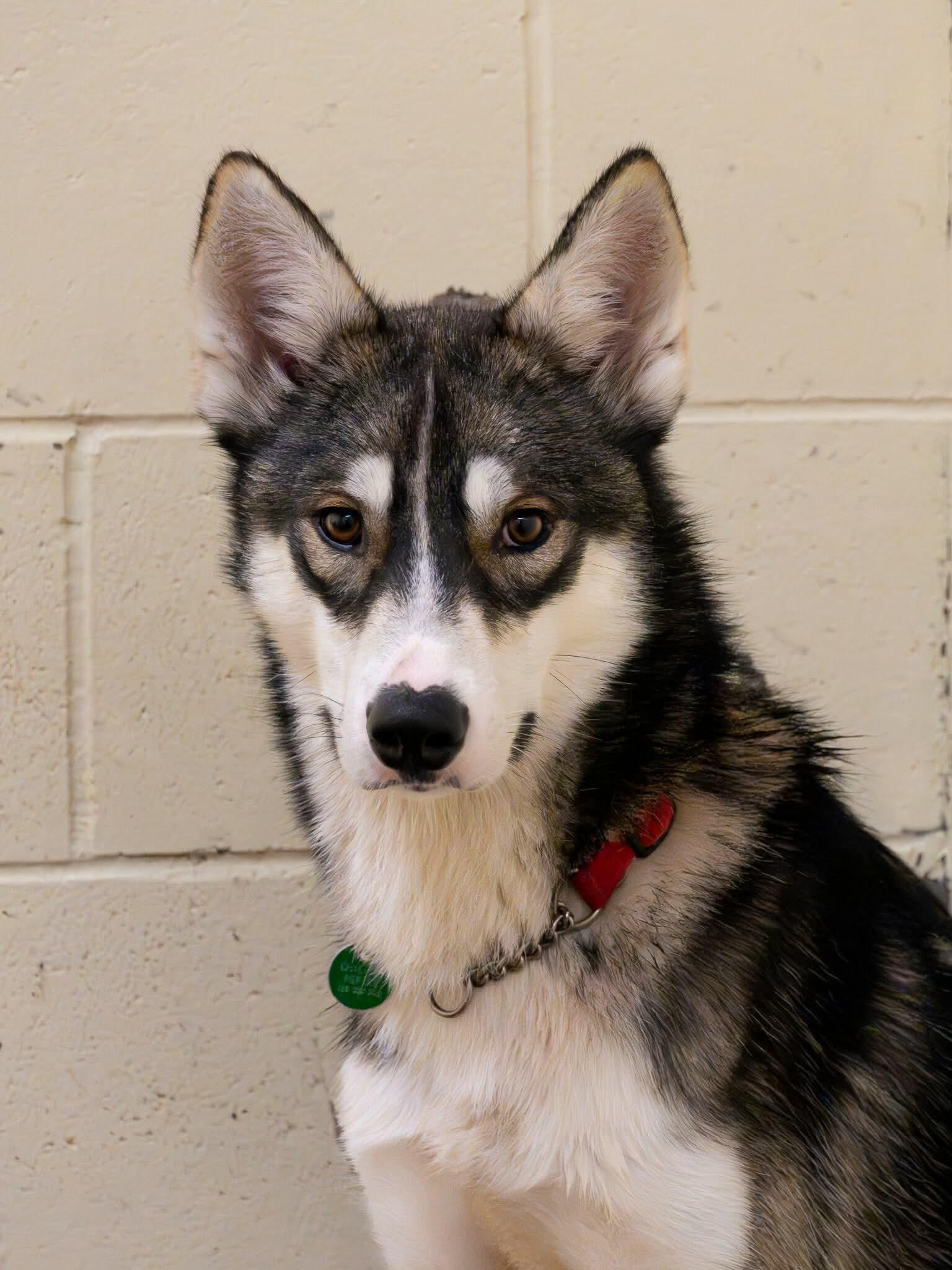 Enlarge Hector, a ADOPTABLE Siberian Husky in Langley, BC image 3/4