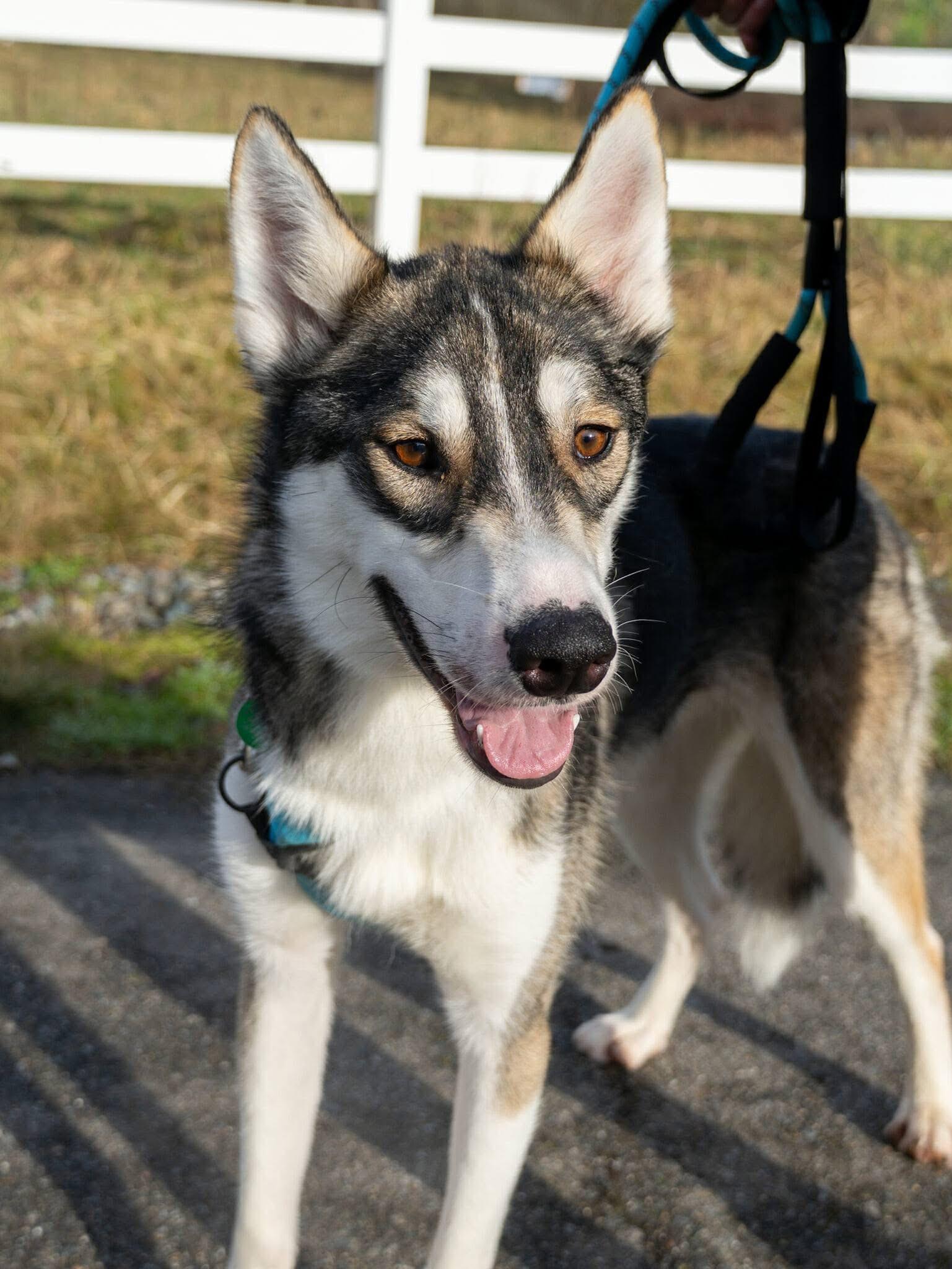 Hector, adoptable, Adult Male Siberian Husky.