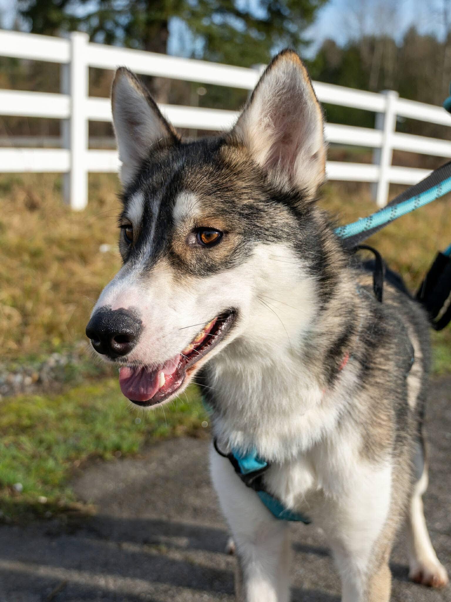 Enlarge Hector, an adoptable Siberian Husky in Langley, BC image 5/6