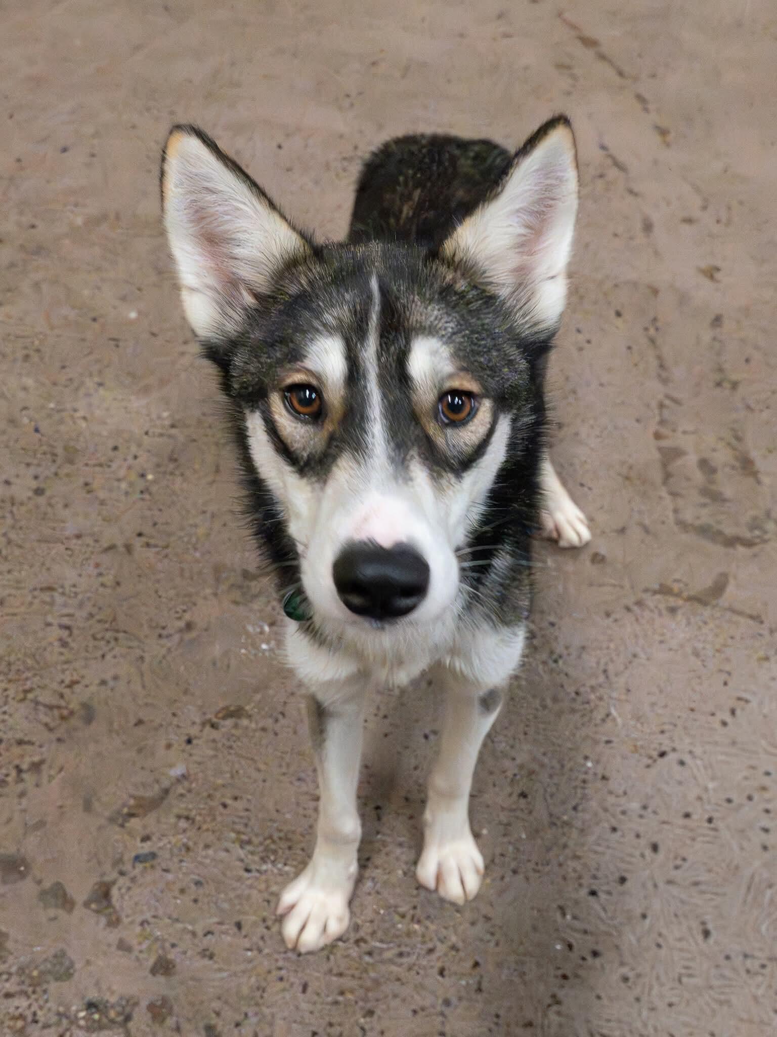 Enlarge Hector, a ADOPTABLE Siberian Husky in Langley, BC image 4/4