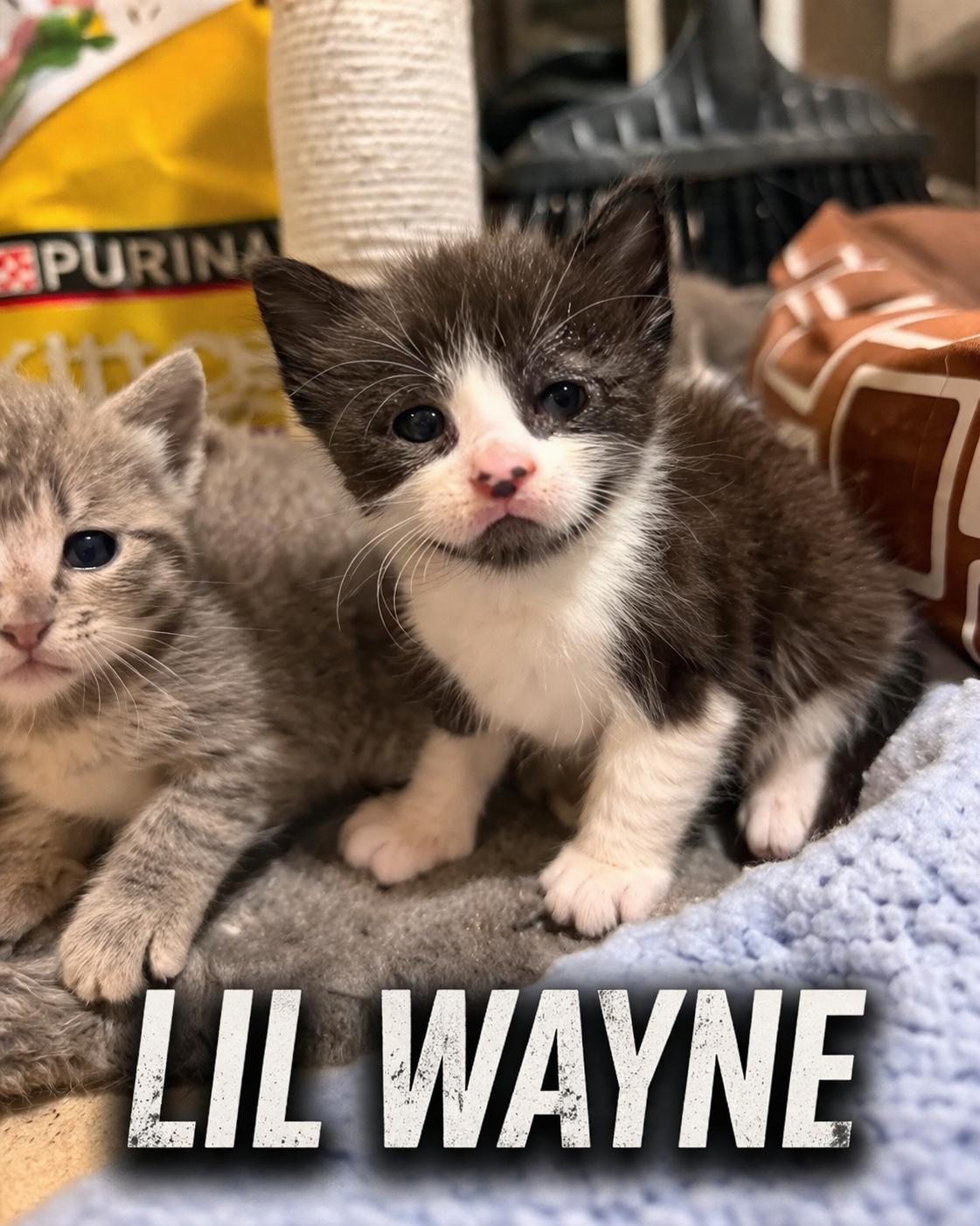 Lil Wayne, Adoptable, Kitten Male American Shorthair.