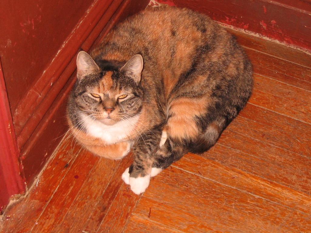 Maria, Adoptable, Young Female Domestic Short Hair.