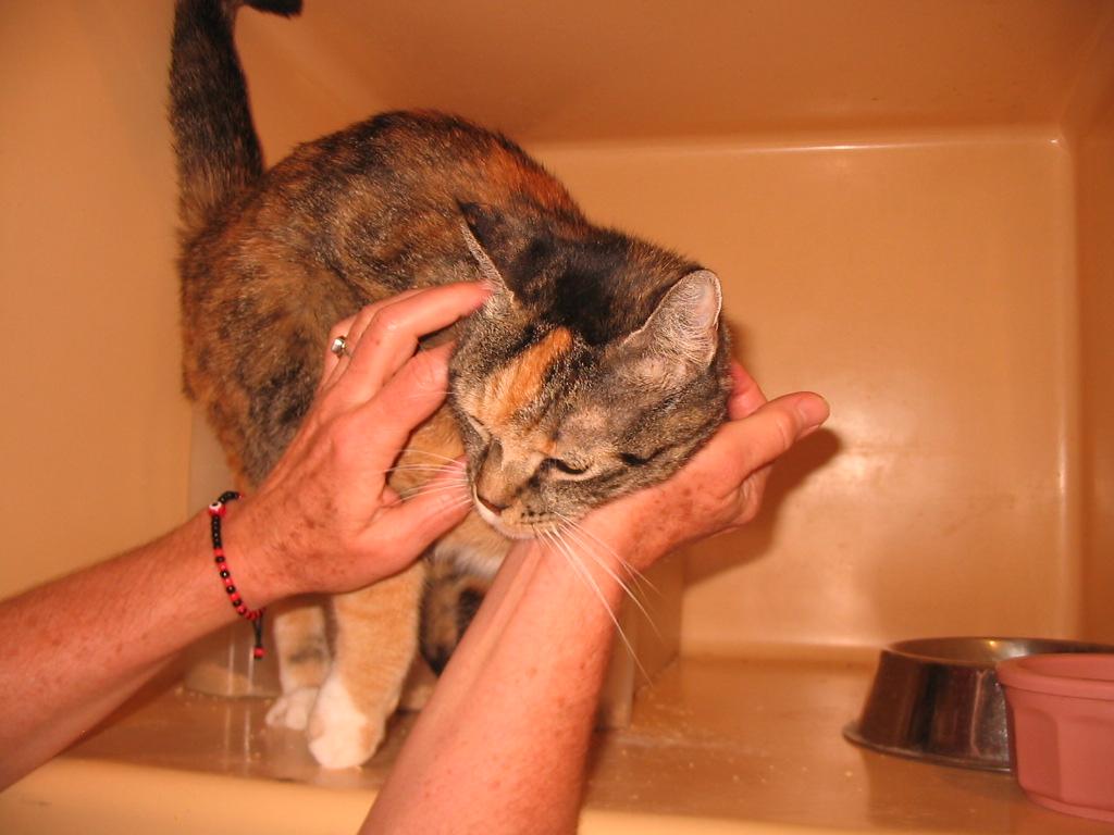 Maria, Adoptable, Young Female Domestic Short Hair.