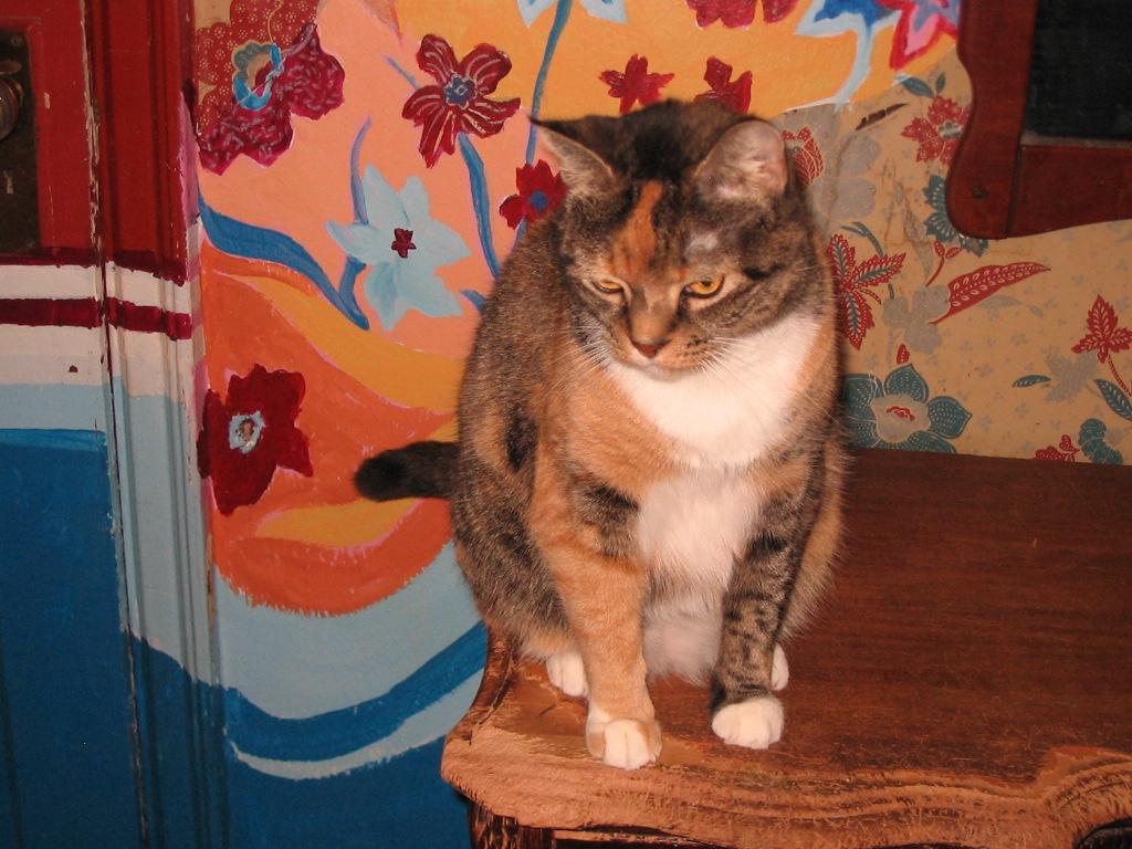 Enlarge Maria, a Adoptable Domestic Short Hair in Brooklyn, NY image 2/2