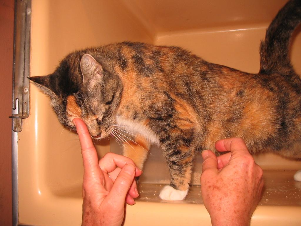 Enlarge Maria, a Adoptable Domestic Short Hair in Brooklyn, NY image 2/3