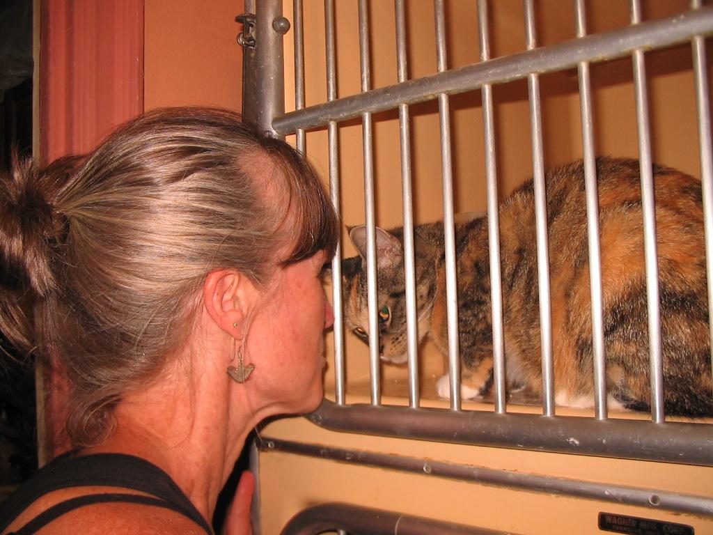 Enlarge Maria, a Adoptable Domestic Short Hair in Brooklyn, NY image 3/3