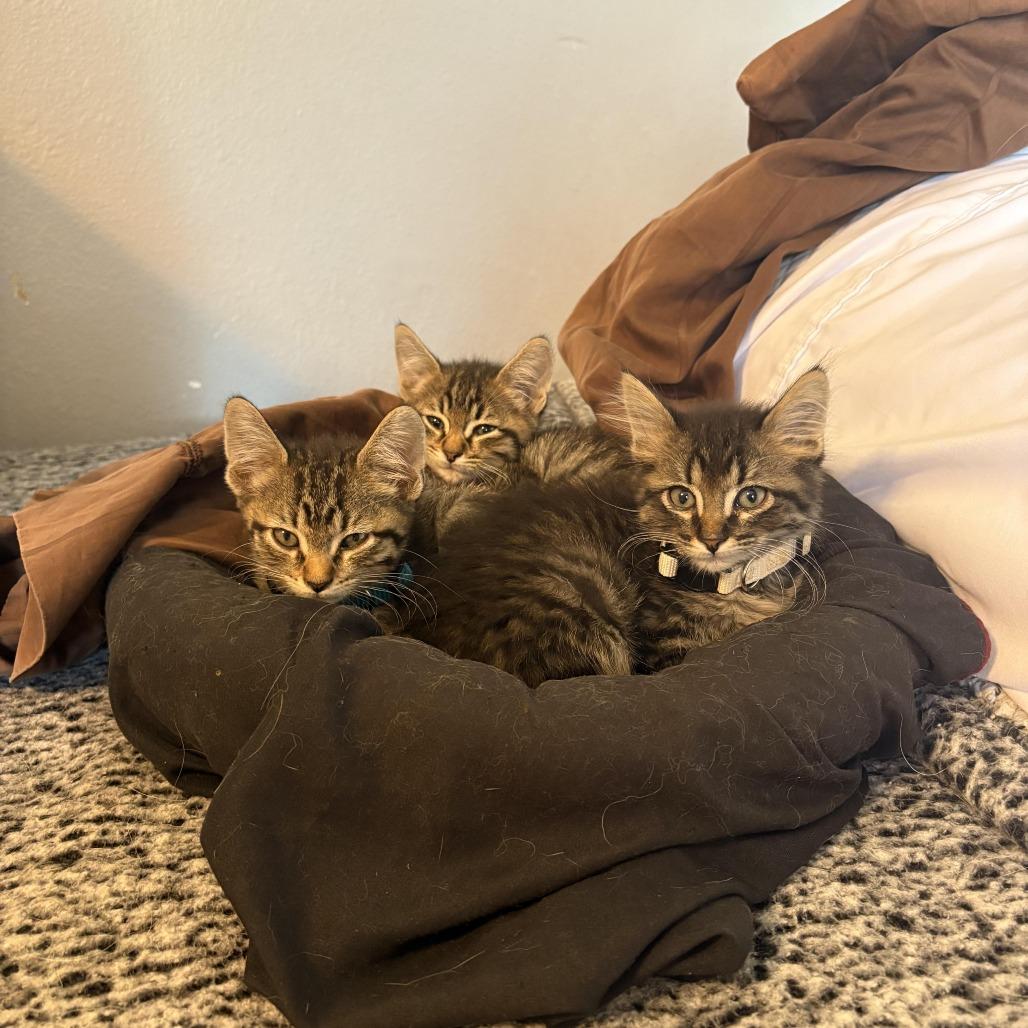 Eve - Shy, but Sweet! Good w/ Dogs & Cats!, Adoptable, Kitten Female Domestic Short Hair.