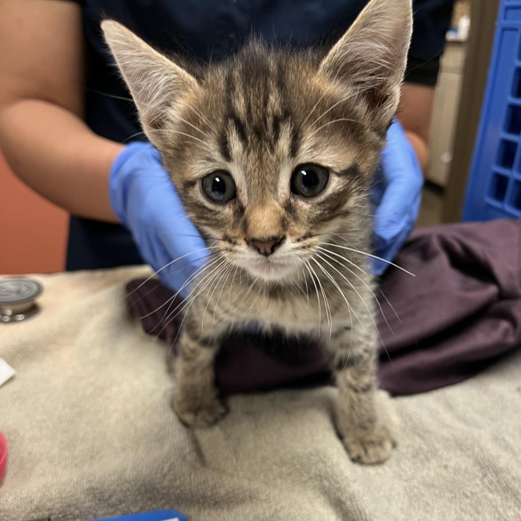 Enlarge Eve - Shy, but Sweet! Good w/ Dogs & Cats!, a Adoptable Domestic Short Hair in Flagstaff, AZ image 2/6