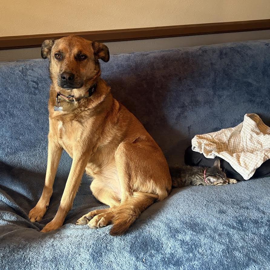 Enlarge Eve - Shy, but Sweet! Good w/ Dogs & Cats!, a Adoptable Domestic Short Hair in Flagstaff, AZ image 3/6