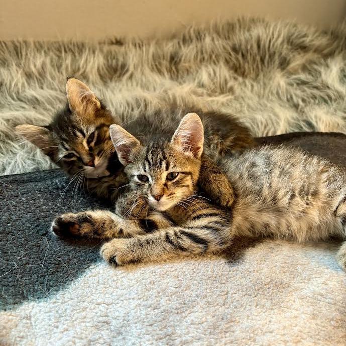 Enlarge Eve - Shy, but Sweet! Good w/ Dogs & Cats!, a Adoptable Domestic Short Hair in Flagstaff, AZ image 4/6