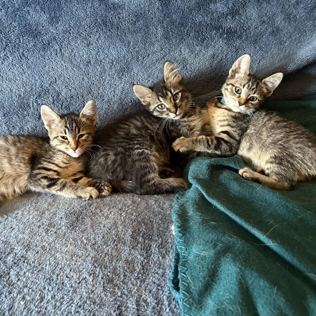 Enlarge Eve - Shy, but Sweet! Good w/ Dogs & Cats!, a Adoptable Domestic Short Hair in Flagstaff, AZ image 5/6