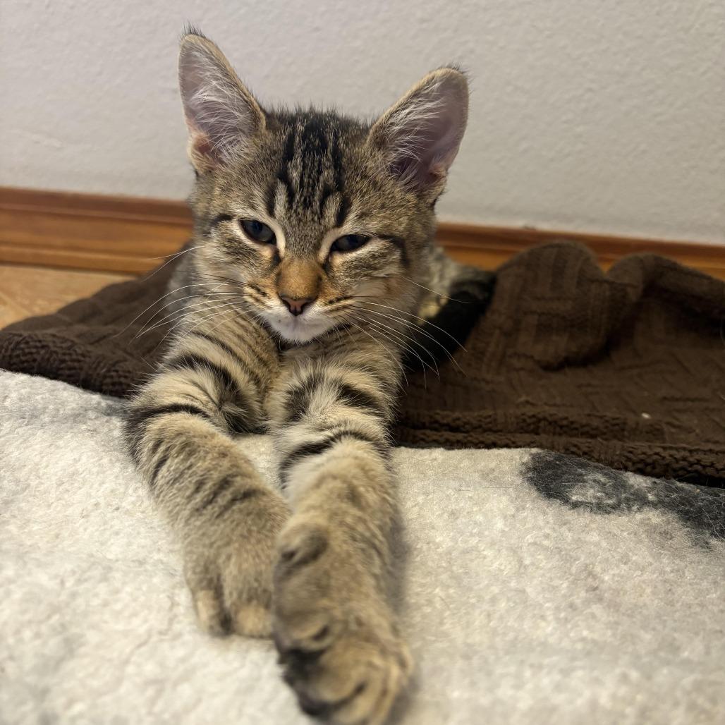 Enlarge Eve - Shy, but Sweet! Good w/ Dogs & Cats!, a Adoptable Domestic Short Hair in Flagstaff, AZ image 6/6