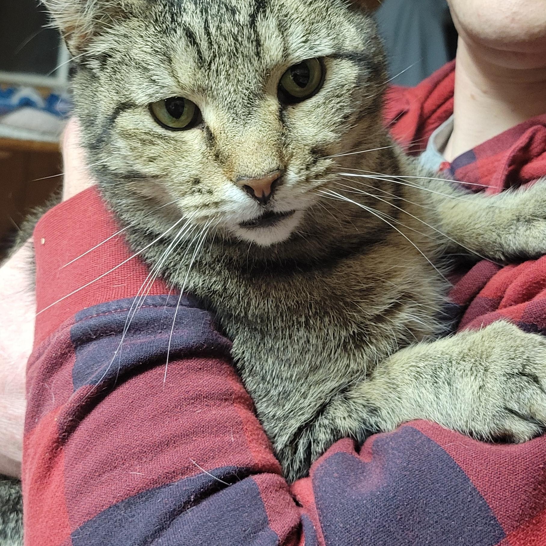 Enlarge Vera, a Adoptable Tabby in Coventry, CT image 1/4