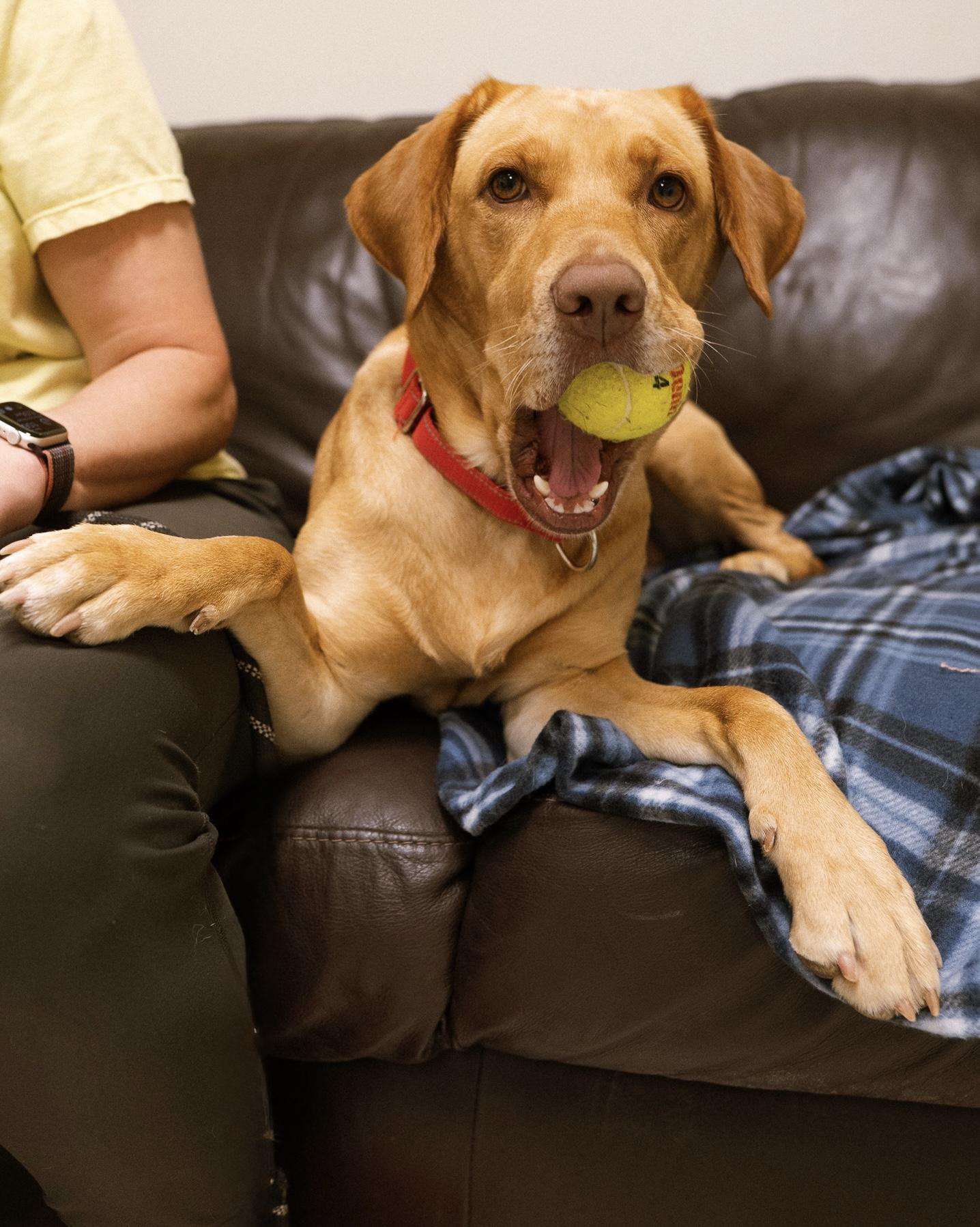 Sunny, Adoptable, Young Female Labrador Retriever.
