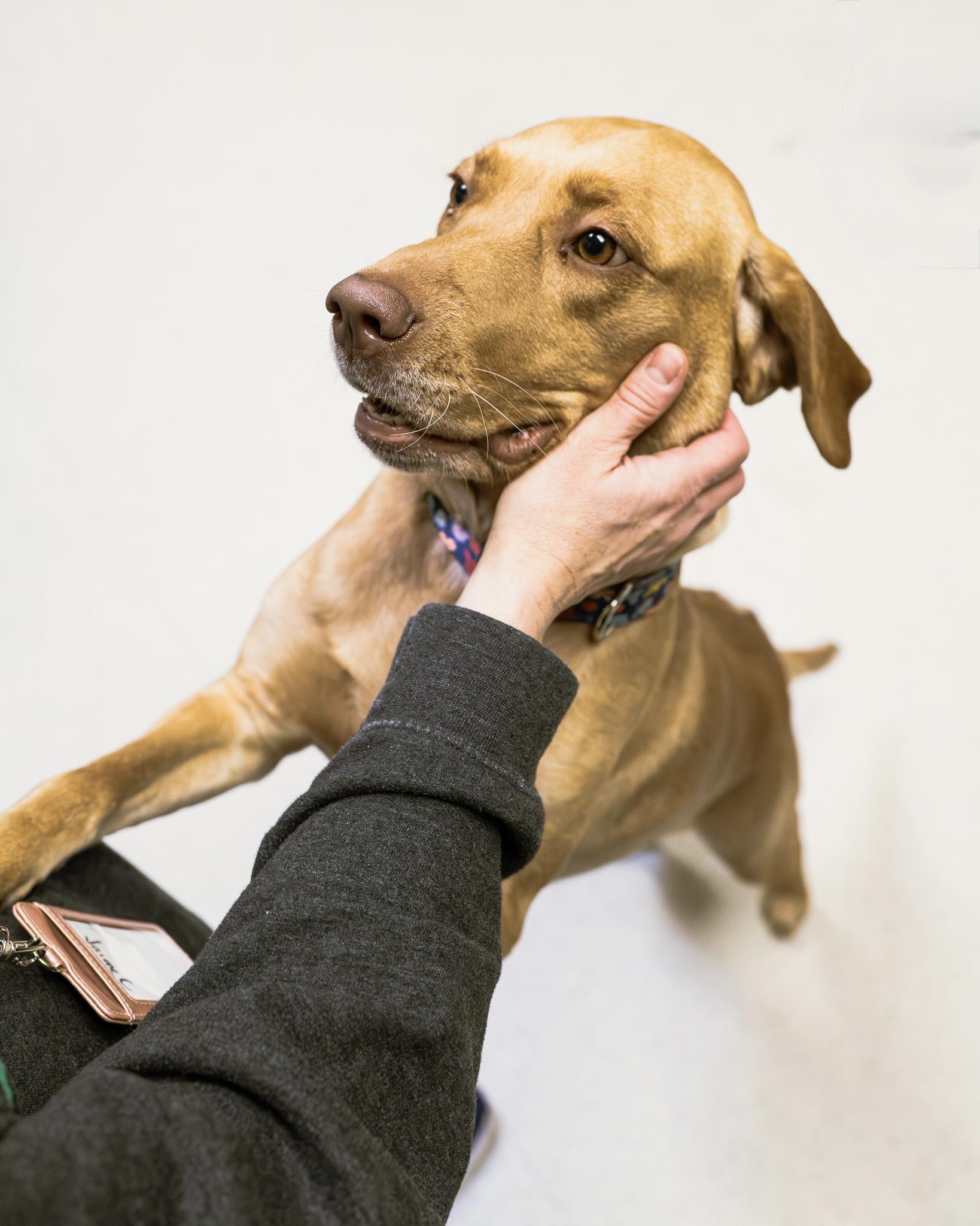 Enlarge Sunny, a Adoptable mixed breed in Cincinnati, OH image 2/5