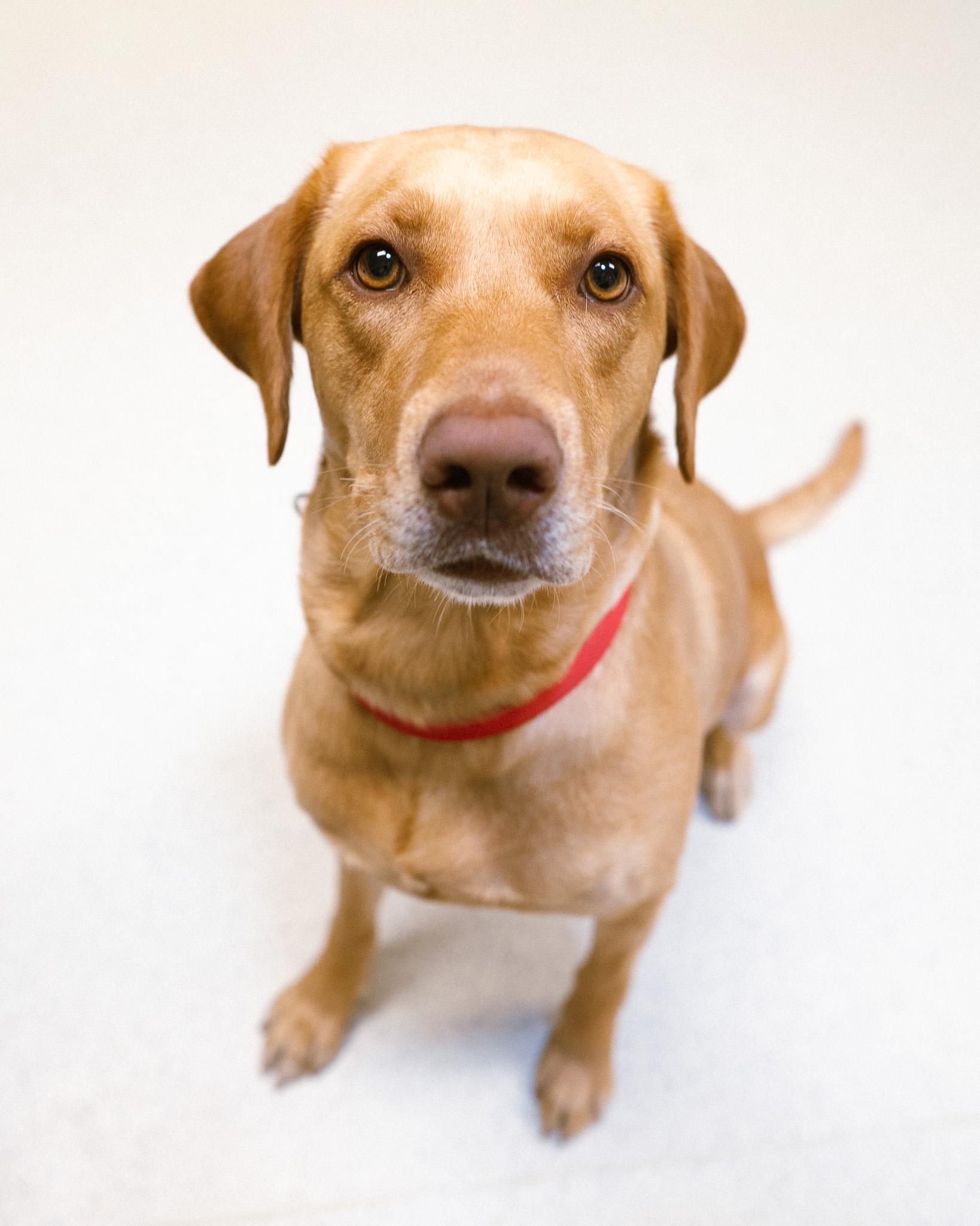 Enlarge Sunny, a Adoptable mixed breed in Cincinnati, OH image 3/5