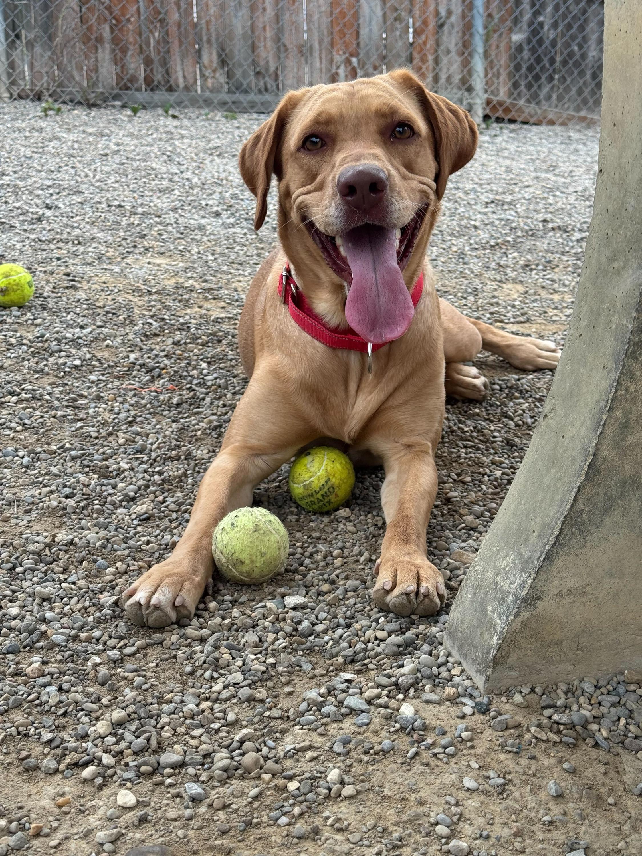 Enlarge Sunny, a Adoptable mixed breed in Cincinnati, OH image 4/5