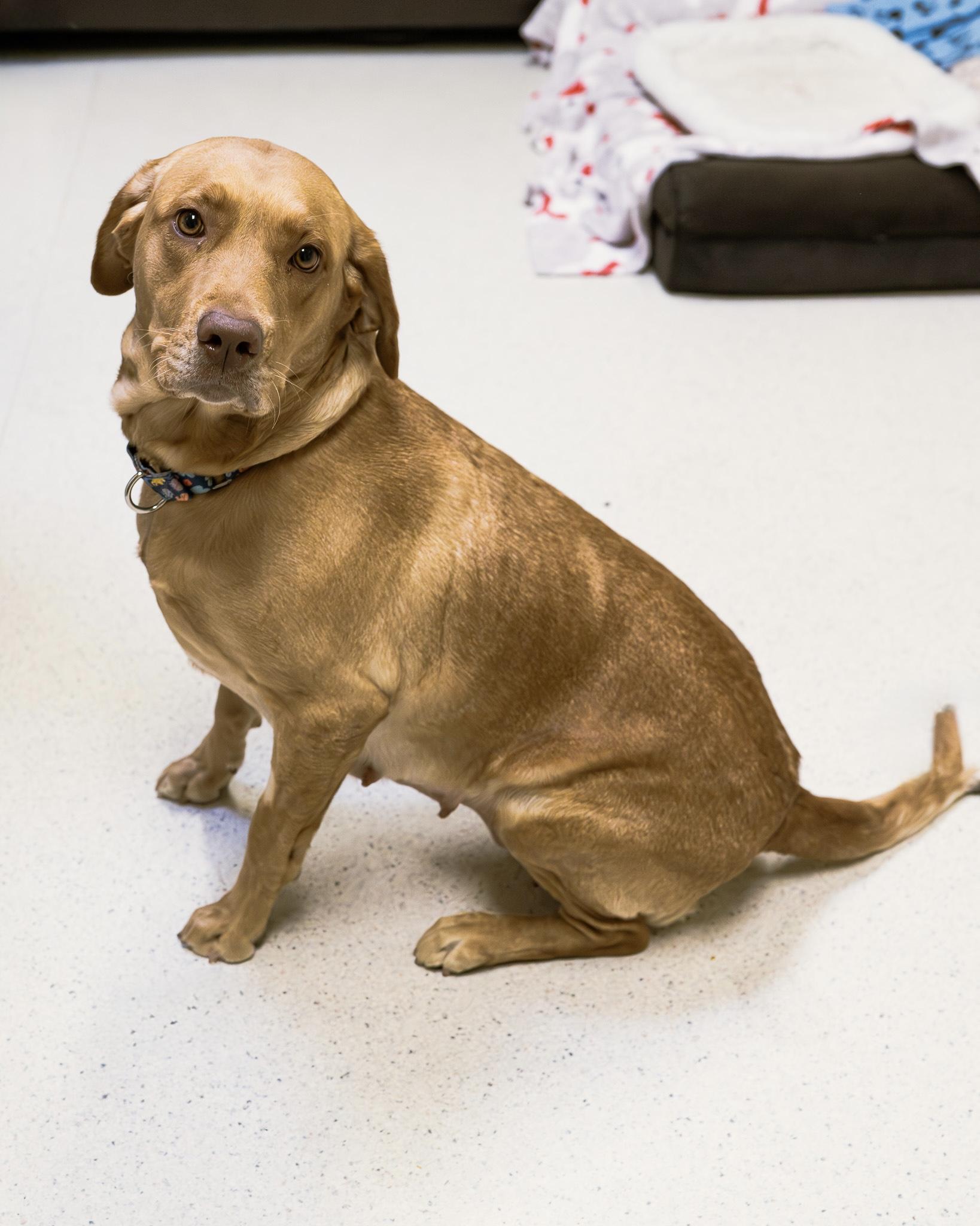 Enlarge Sunny, a Adoptable mixed breed in Cincinnati, OH image 5/5