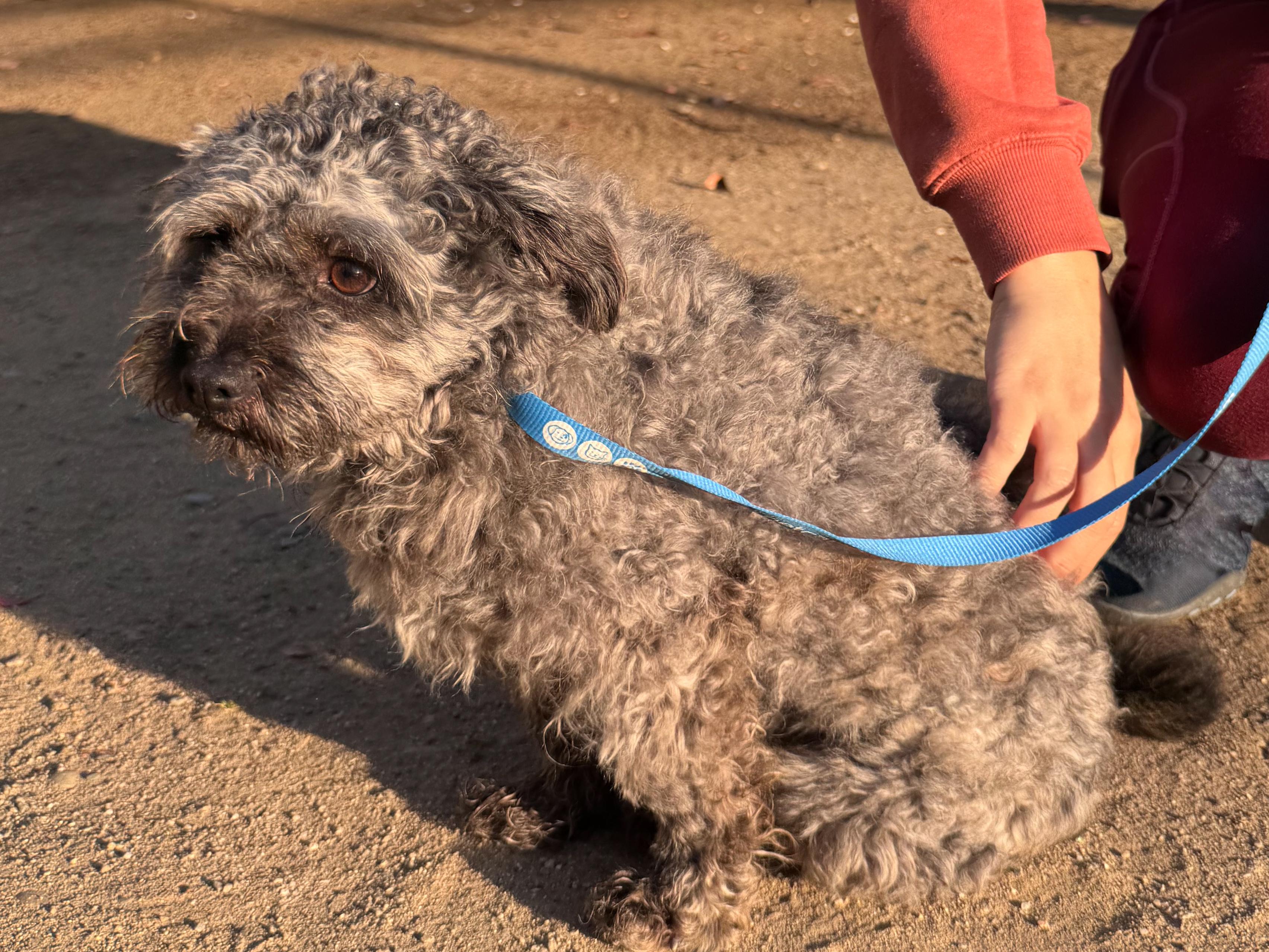Enlarge DEXTER, an adopted Schnauzer in Fresno, CA image 4/4