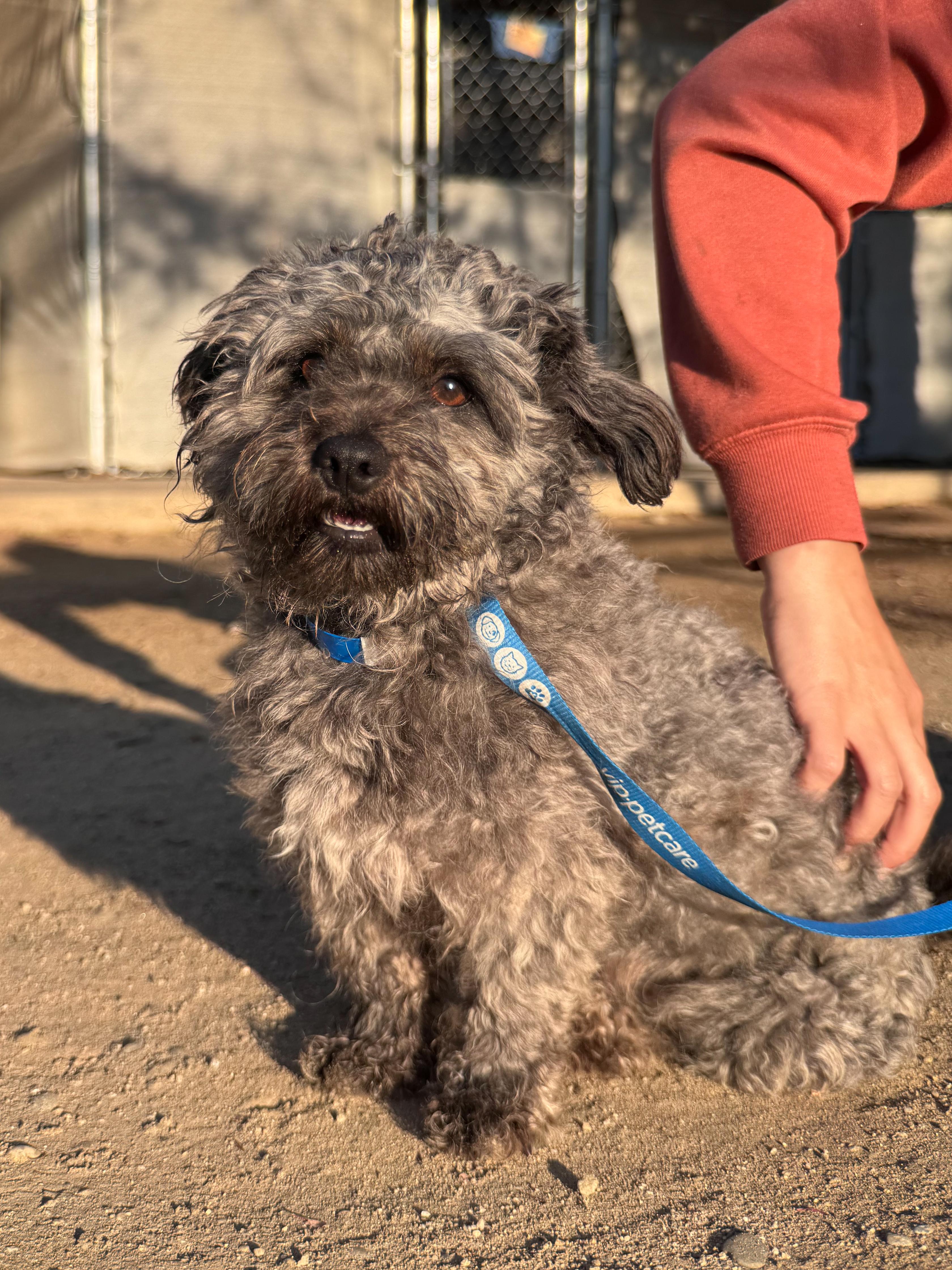 Enlarge DEXTER, an adopted Schnauzer in Fresno, CA image 3/4