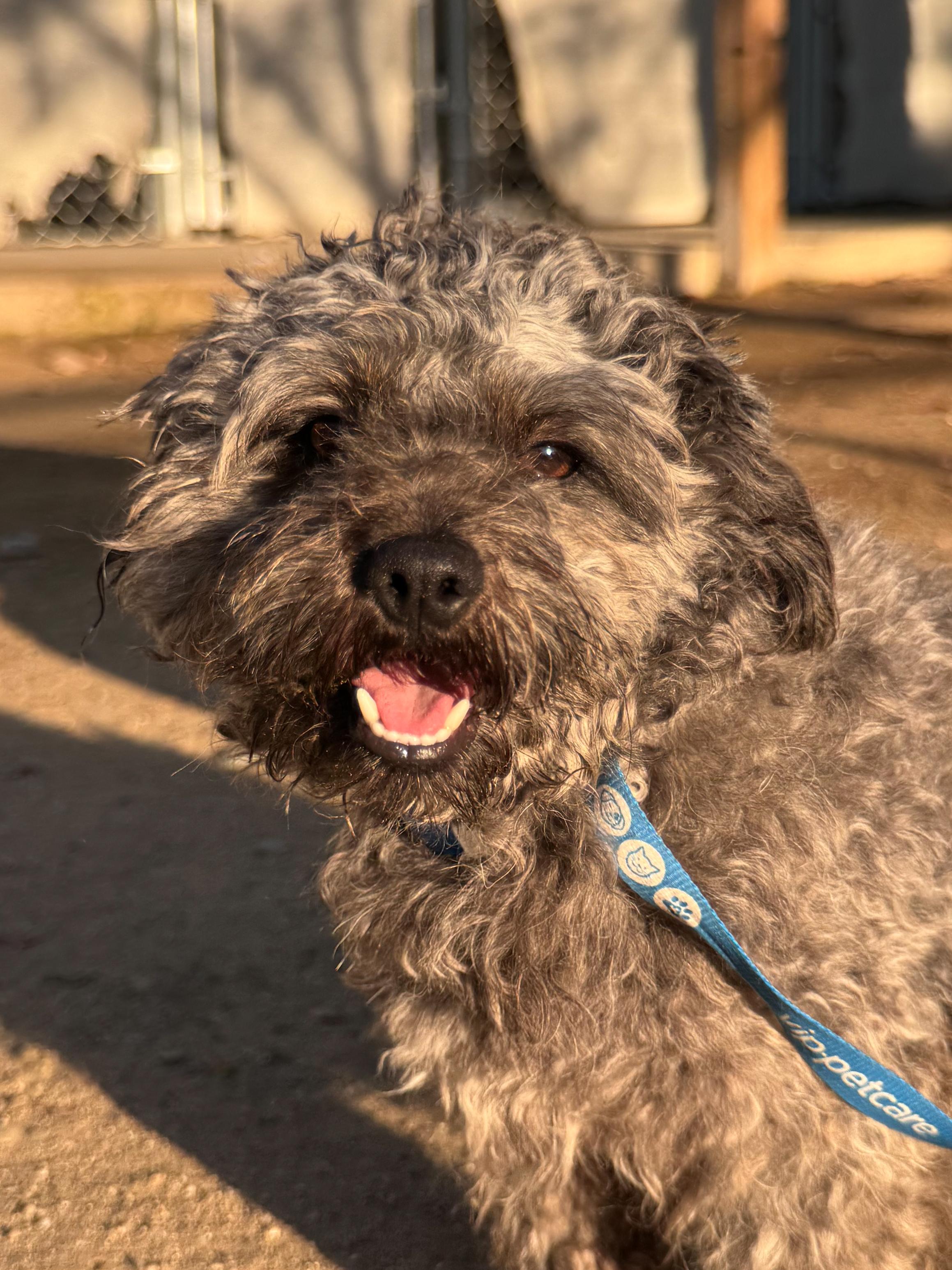 DEXTER, adopted, Adult Male Schnauzer.