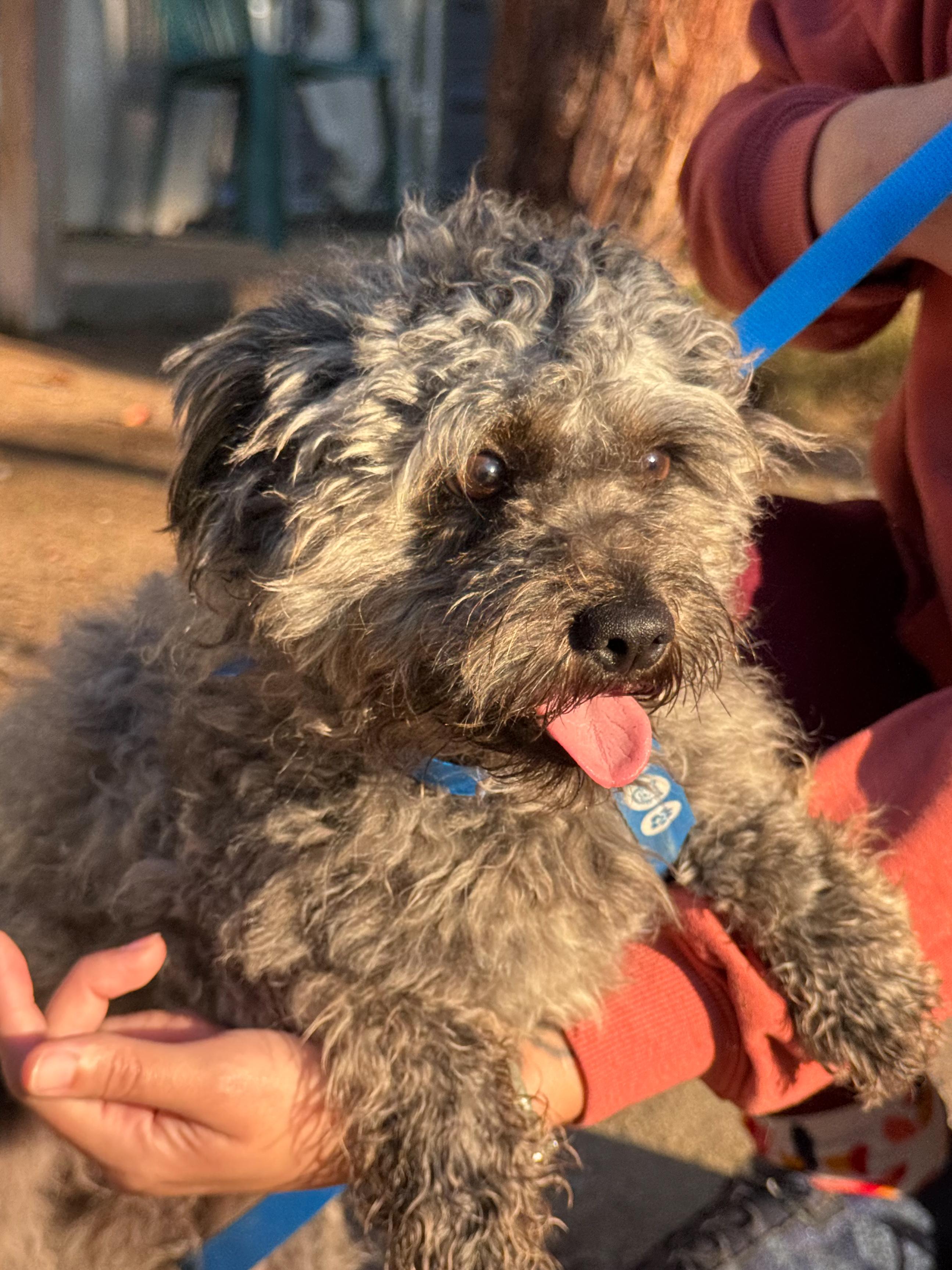Enlarge DEXTER, an adopted Schnauzer in Fresno, CA image 2/4