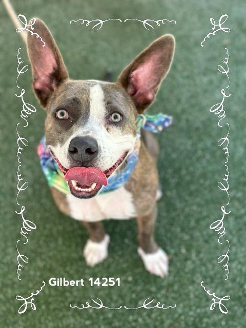 GILBERT - see video, a Adoptable Pit Bull Terrier in Marietta, GA image 1/6