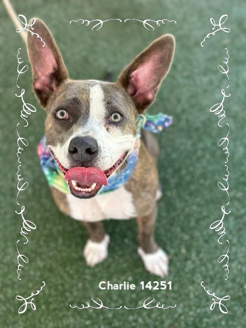 CHARLIE - see video, Adoptable, Young Male Pit Bull Terrier.