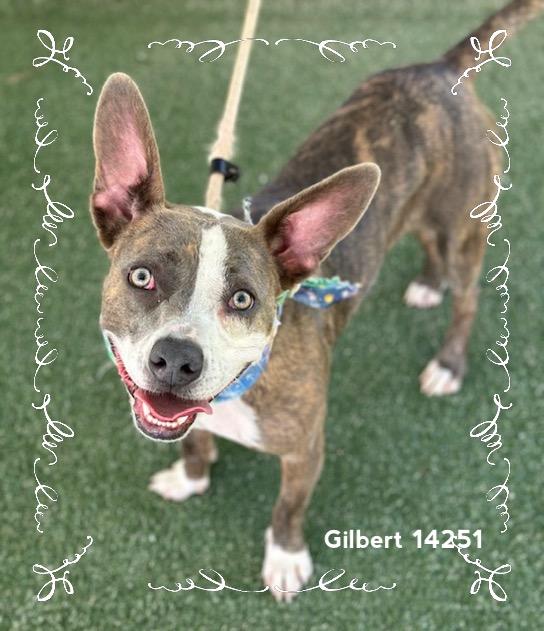 GILBERT - see video, a Adoptable Pit Bull Terrier in Marietta, GA image 2/6
