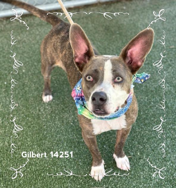 GILBERT - see video, a Adoptable Pit Bull Terrier in Marietta, GA image 3/6