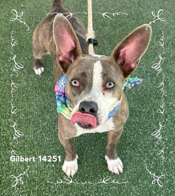 GILBERT - see video, a Adoptable Pit Bull Terrier in Marietta, GA image 4/6