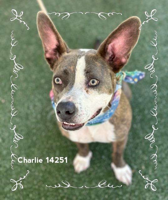 Enlarge CHARLIE - see video, a Adoptable Pit Bull Terrier in Marietta, GA image 3/6