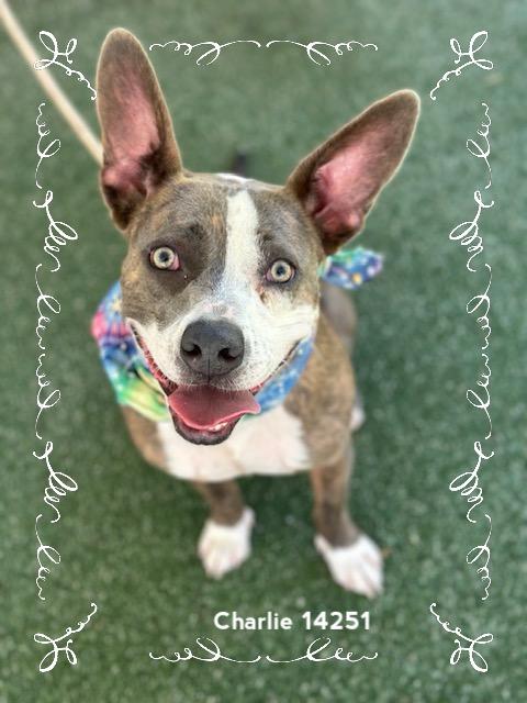 Enlarge CHARLIE - see video, a Adoptable Pit Bull Terrier in Marietta, GA image 4/6