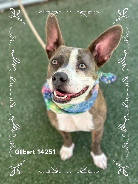 GILBERT - see video, a Adoptable Pit Bull Terrier in Marietta, GA image 5/6