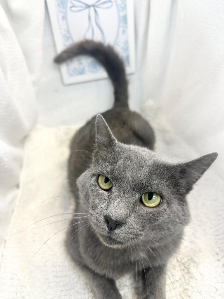 Enlarge Goliath, a ADOPTABLE Domestic Short Hair in Winnsboro, SC image 1/2