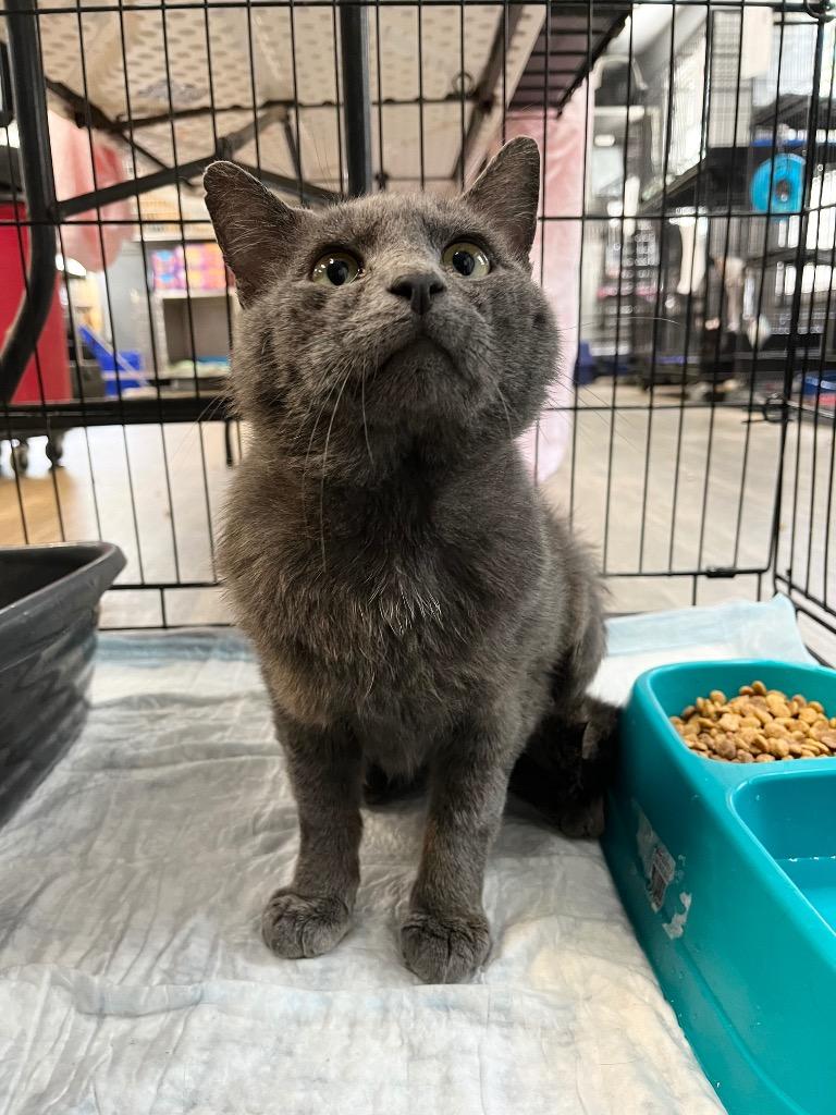 Enlarge Goliath, a ADOPTABLE Domestic Short Hair in Winnsboro, SC image 2/2