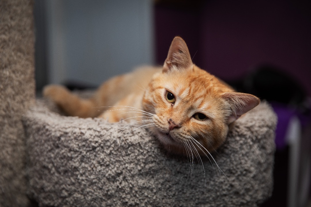 Enlarge Tarzan, a Adoptable Tabby in Chicago, IL image 1/4